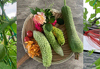 Ժ�ӹϹ�Ʈ�㣬�ʻ�/�߲�/ˮ��~�ֳ���ժ������