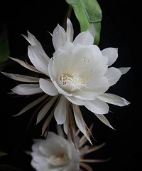 14.8��СҶ꼻������������쿪��ֱ�Ӿ��ܿ�