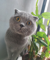 93��ϲ��èè�������������飬ϣ�����Է�һ����ͽ��