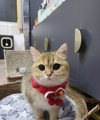 �𽥲�è���һ������2ֻ���𰫽ţ�ȫ�Ҽ�������