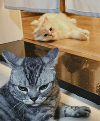 dazz���������ĵ��񣬼�¼��èè�������ճ�