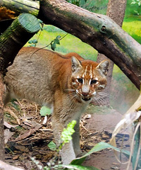 �ض���è����լ�����ˣ�����15�꣬�ȴ���è�����