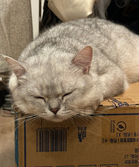 �������ˣ�è�ǲ��Ǿ�վ�����ˣ�ֻ��ſ��