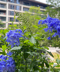 86���С������飬ϲ������������