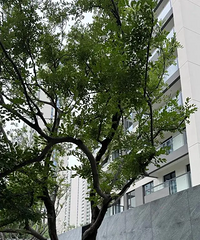 ֣�ݸ���400��˶���ǵ���β�˲ŷ����ڽ�����