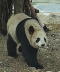 ��һ�ۡ��涯��22ֻ����è�����˵ȫ����ʶ��