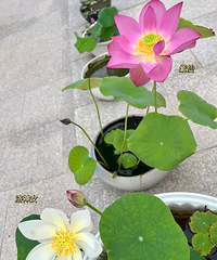 �����ɻ���2������������Ů��8���������ڴ�