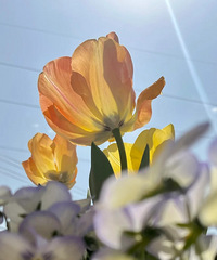 ����Ļ��ж�����������ж���ã��ɳ�һ�ѿݲ���