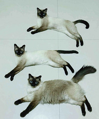 ���棺������Ϊʲô��ʼ���ڶ�ֻ������ֻè����