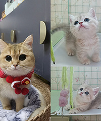 �𽥲�����ֻ���𰫽�è��ȫ�Ҽ�������