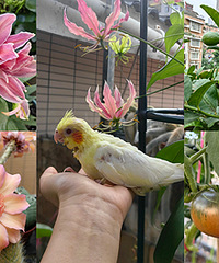 ������԰�����ϰ�ƽ��԰�����������