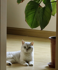 [�ȷ�]è�����ͬ�������ѷ�����ۻ��ף�è�Լ�����