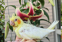 �ֻ��ֲ����˸������ϰ�ƽ��԰�������ģ���Ľ��