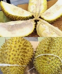 买榴莲盲盒以来最值得的一次,看看如何