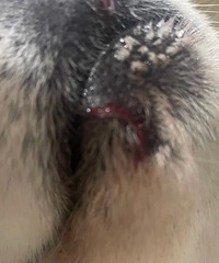 [����]�ھ��޹���ǣ�������ҹ��°�ҧ��Ѫ������˦�����������