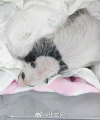 �ض�������è�����������£���185g�Ǹ�Ů��