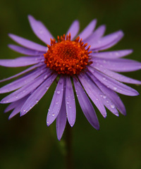 90갮Լݺ¶Ӫĸ飬ϣԷ87~95