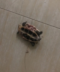 ��ҹ�����ж�������Ȼ�������ڹ����