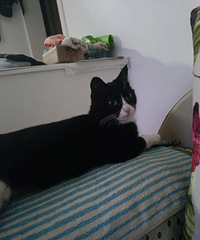 ��è������˵�����һ�仰��ʲô��