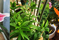 4��Ǯ��İٺ�������60�����ڿ����ˣ�����~