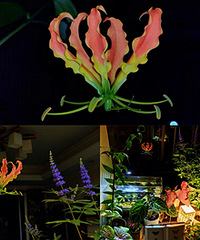 ҹ���ļ����ٺϣ����������޷�����