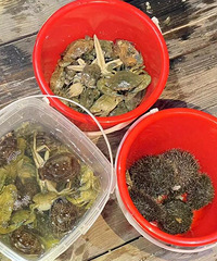 陵水赶海收获满满