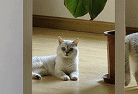 �����ͬ�������ѷ�����ۻ��ף�è�Լ�����