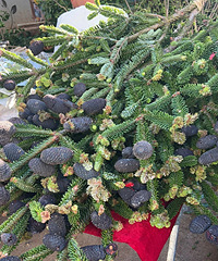 ��Щϡ�滨�������û