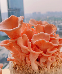 �������Ģ�������������ֺóԣ�4��Ʒ�ֲ�20��