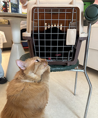 [�Ȳ�]38����±����Ŵ��ϰ�è����ϴ�裬ȴû�κν���