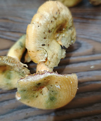 [ʵ��]�����Զ����ҷ�ȥ���Ϲ䱾�ز��г������˸��ָ����ľ���