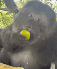 ������ֵ�������е�ֺ������5Ƭ19���Ž���ʿ�ڿ�3��39