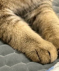 �����ǣ����Ǽҵ�èצ������ɽ��jiao��