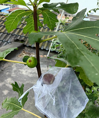 �޻������ˣ�����3��Ÿ�ժ�������ִ��������