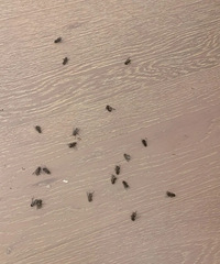 开空调后,家里莫名其妙出现好多小飞虫