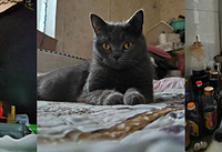 ��ؼҵ����̺�ԭס�񲻴�ܣ���һ��ſ��������