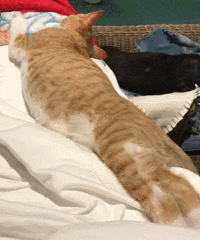 ������ֵ�������е�ֺŷ���5Ƭ13���Ž�ʿ��ը��2Ͱ29