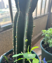 �������ڵ�����ߣ�1���¾ͳ���3cm����������