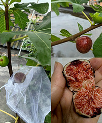无花果熟了,等了3天才敢摘,馋哭了