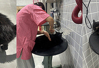 38����£��ұ����Ŵ��ϰ�è����ϴ�裬��û����