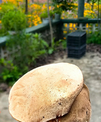 ��ɽ����ӣ�����ִ̼�