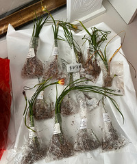 ������������ȫ�³���3Ԫ/����ɫ��Ʒ��ȫ��ֵ��