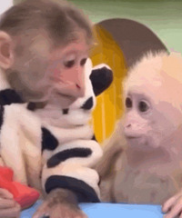 ������ֵ����Mabu����ɡ24��ˮ����ŮӾ�¶��42