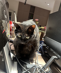 ְ����ս�������춼��ͬ�»�Ź�������ֻ���