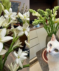 全家去避暑,我和猫在家买花搞浪漫