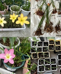 �����ķ����������ˣ�3Ԫ/��Ʒ�ʺܺ�