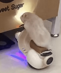 ������ֵ����Ь�ӳ�������9�� ��˾��Ůʽ�̿��ᱡ���޷�89