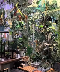 花28万买几片叶子?