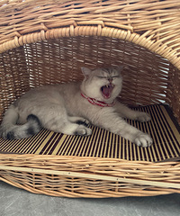 ����3ֻè����ţ��񲣬һ���²���������2����