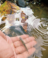 40�������ô�ܲ�ȥˣˮ���ϴ����¶Ӫ����ˮ�ʾ���